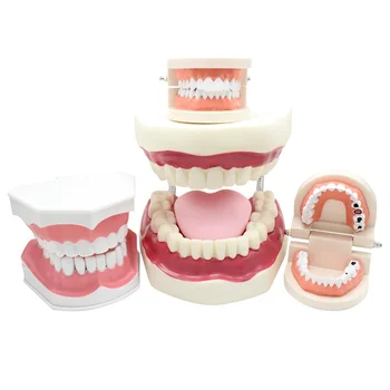 Model zuba Način Зубоврачебной laboratorija za Obučavanje Model Zuba Model studenta Stomatologa za Učenje Стоматологическому Materijalu
